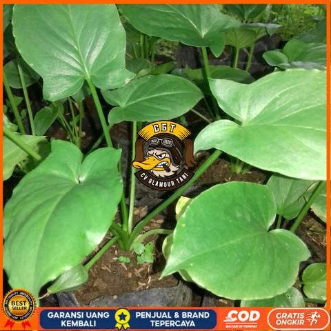 Tanaman Keladi Tikus Asli , Untuk Obat Herbal atau Tanaman Hias Bibit Tanaman Super Unggul CV GLAMOU