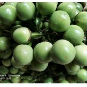 Buah Takokak sgar, Takokak herbal 300 gr