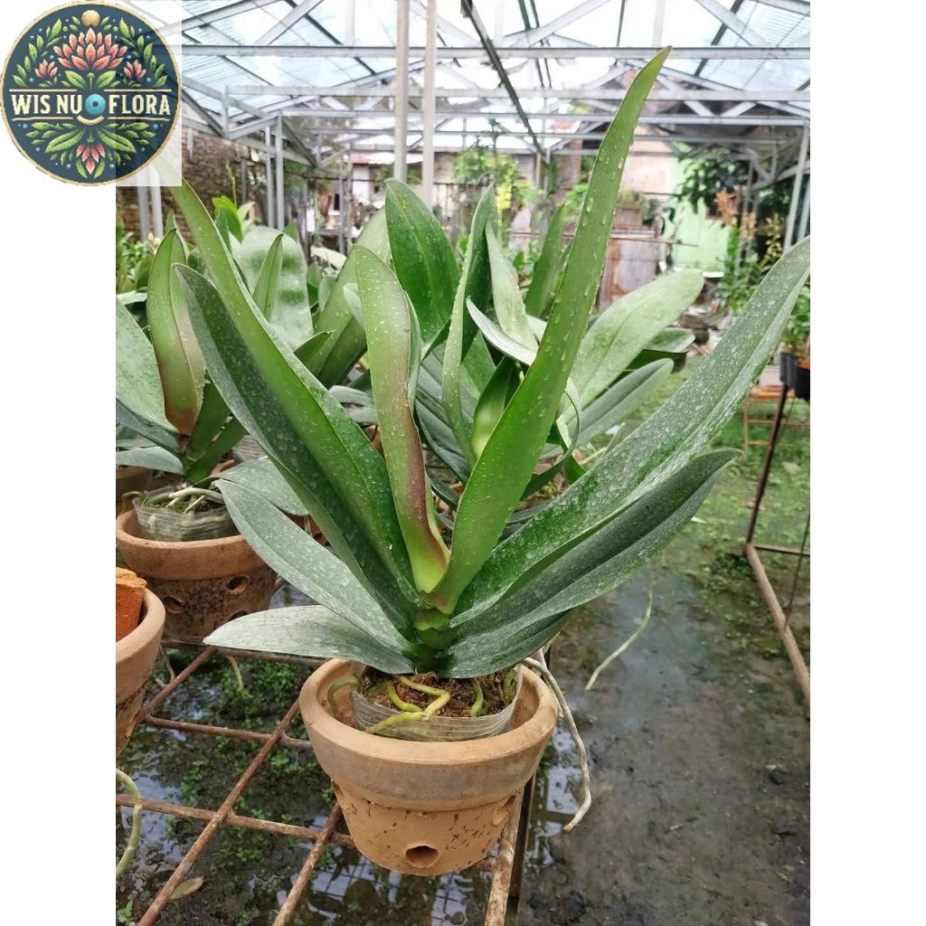 (BISA COD) TERMURAH Anggrek Bulan JUMBO PASCA Berbunga Tanaman Hias Anggrek Bulan JUMBO Bunga Hias H