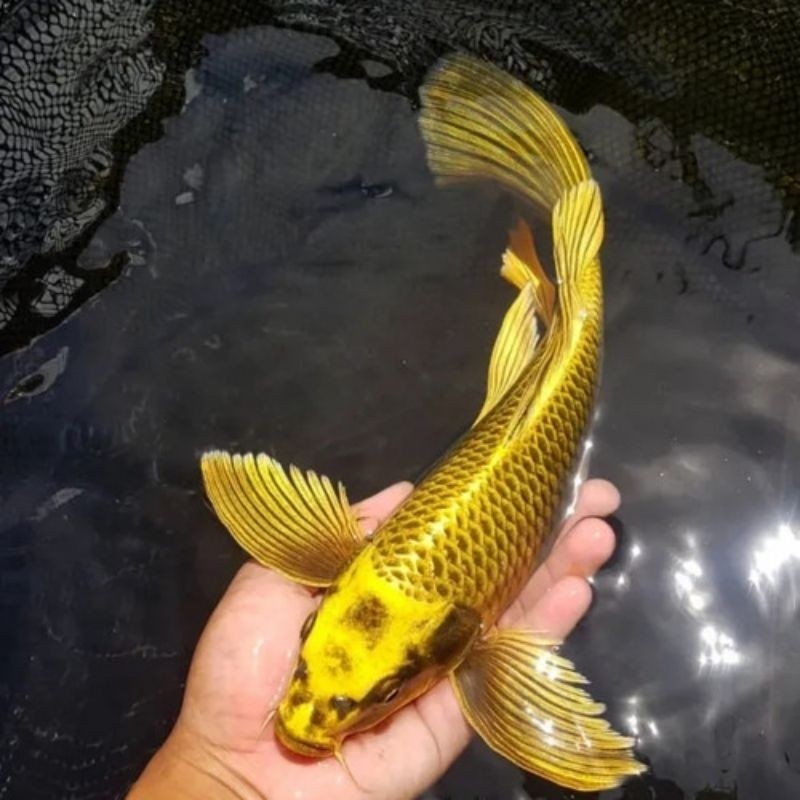 bibit koi mukasi gol kumpay sleyer ayak di besarkan