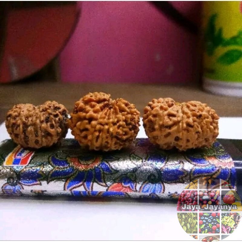 JENITRI BODONGAN MUKHI 13 GARIS 13 LANGKA Jaya_Jayanya