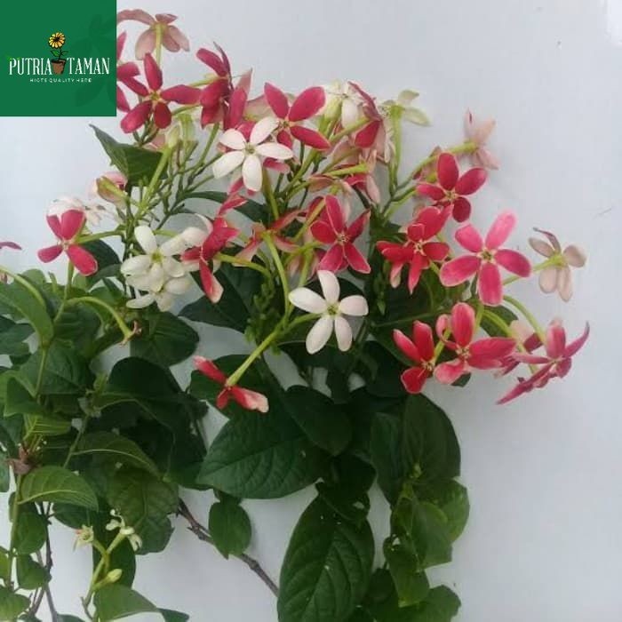 Tanaman Hias Bunga Melati Belanda Bibit Pohon Bunga Thai Double Flower