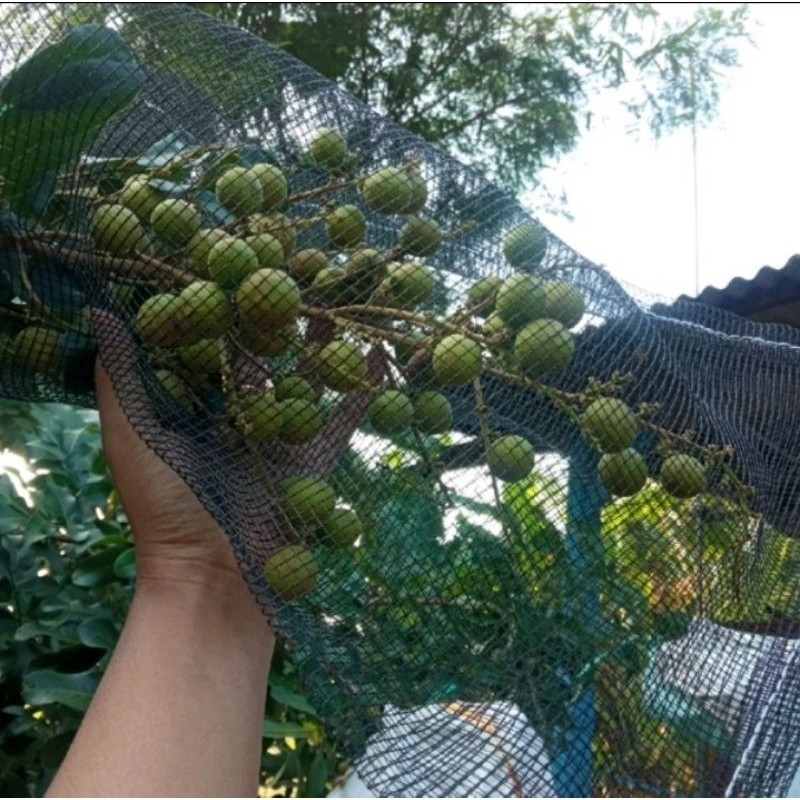 BRONJONG Waring pembungkus BUAH kelengkeng ukuran 40x55cm, Kondisi BARU kwalitas