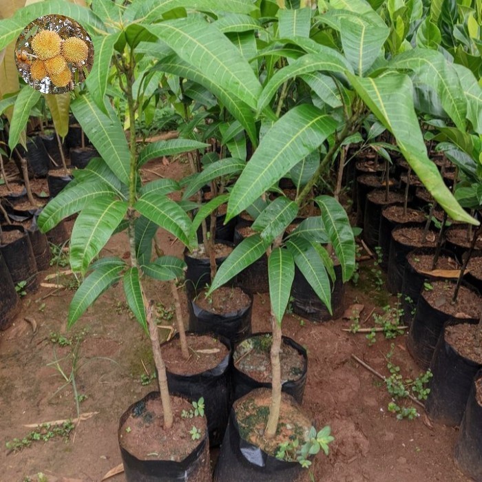 bibit mangga harum manis -pohon mangga harum manis okulasi