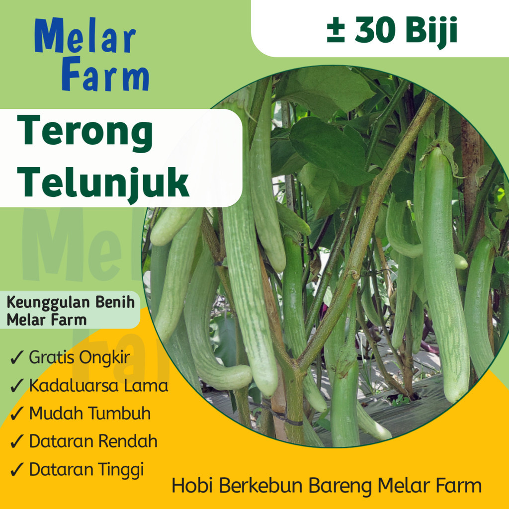 Melar Farm - 30 Bibit Sayuran Terong Telunjuk Lurik Unggul