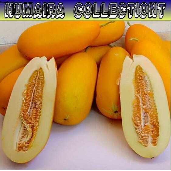 

Biji Timun Suri Emas Bibit Kualitas Super