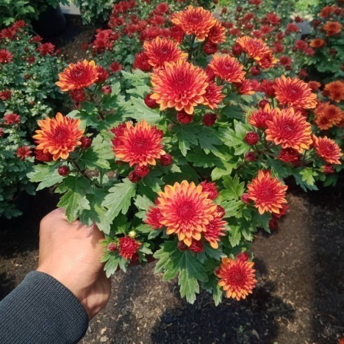 hias PROMO Bunga Krisan Hidup Krisan Tanaman Hias Sudah Berbunga hidup mewah