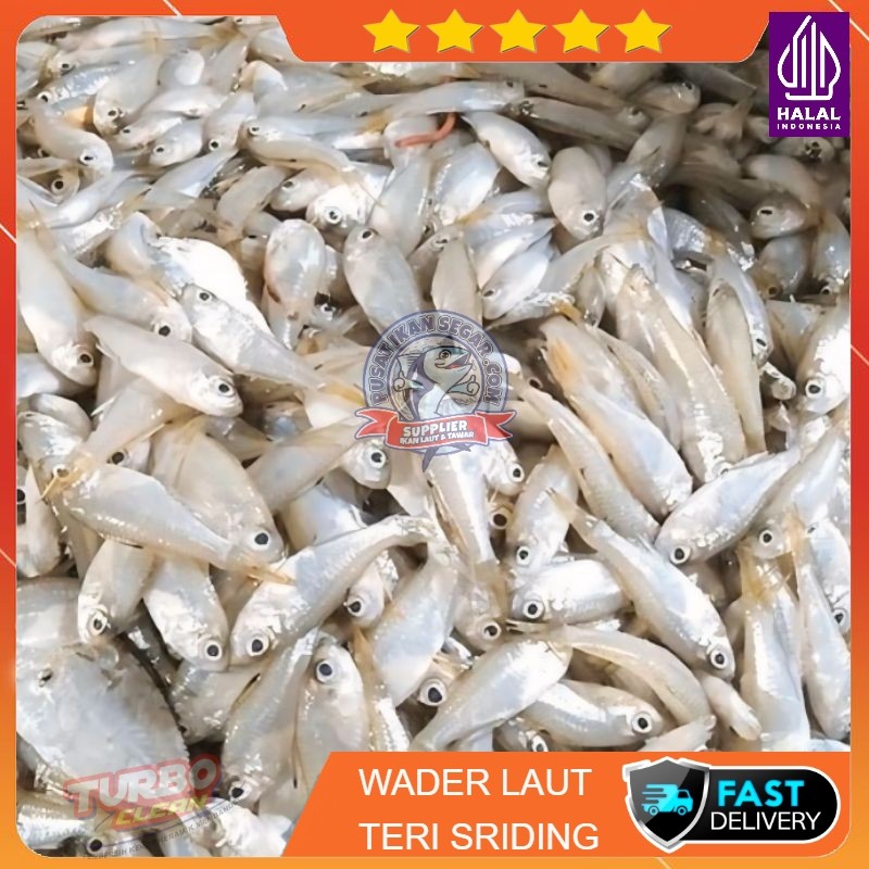 

IKAN WADER LAUT | TERI SRIDING - FRESH BERSIH TERMURAH