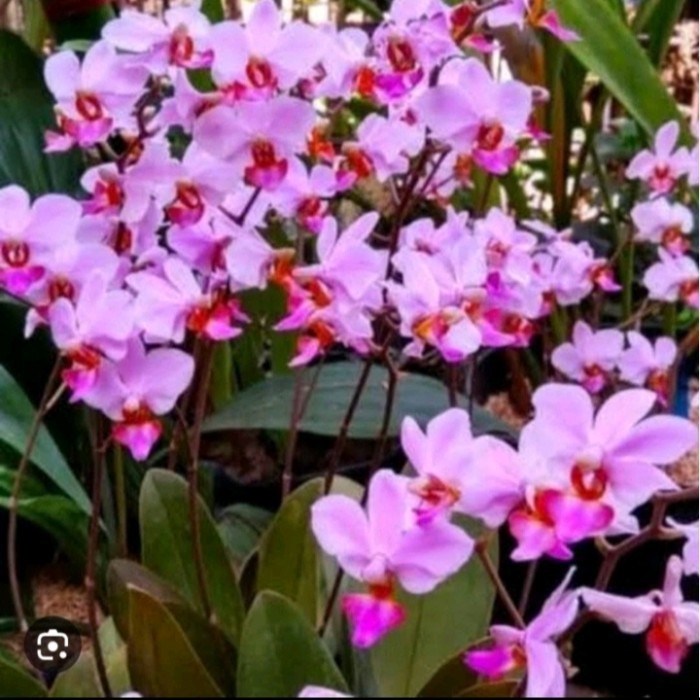 Anggrek bulan doritis pink sudah knop/spike