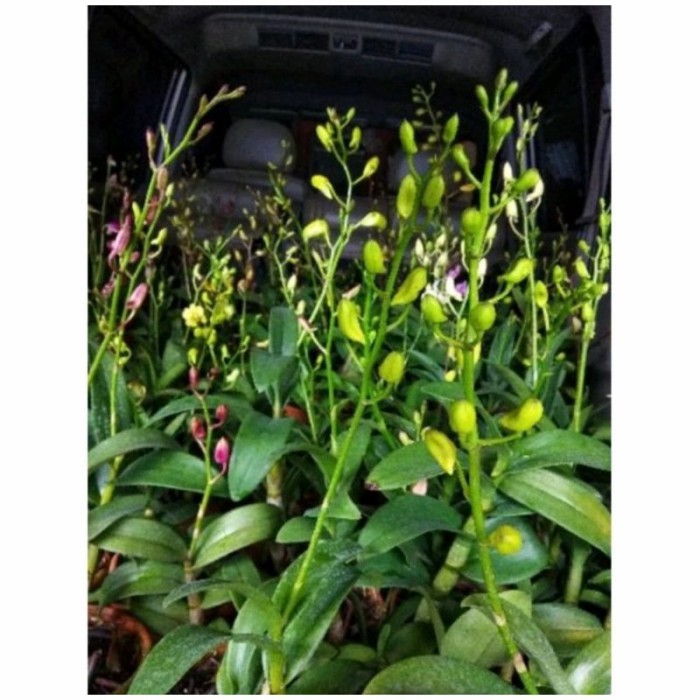 anggrek dendrobium kenop siap berbunga