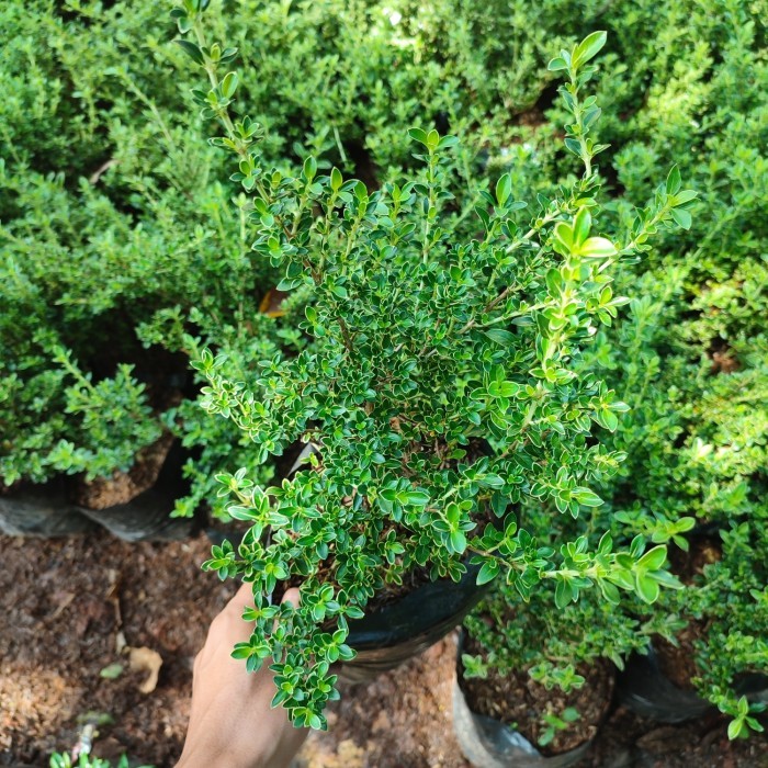 tanaman mirten varigata - bibit bonsai mirten varigata