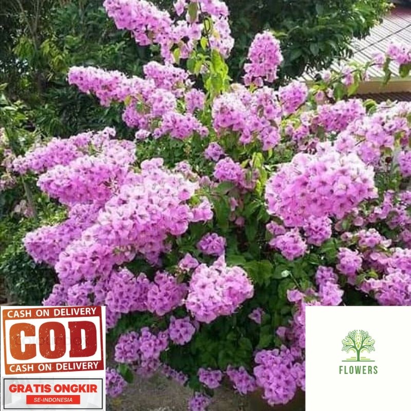 PROMO BOUGENVILLE BUNGA TUMPUK JENIS DOUBLE PURPLE (COD)