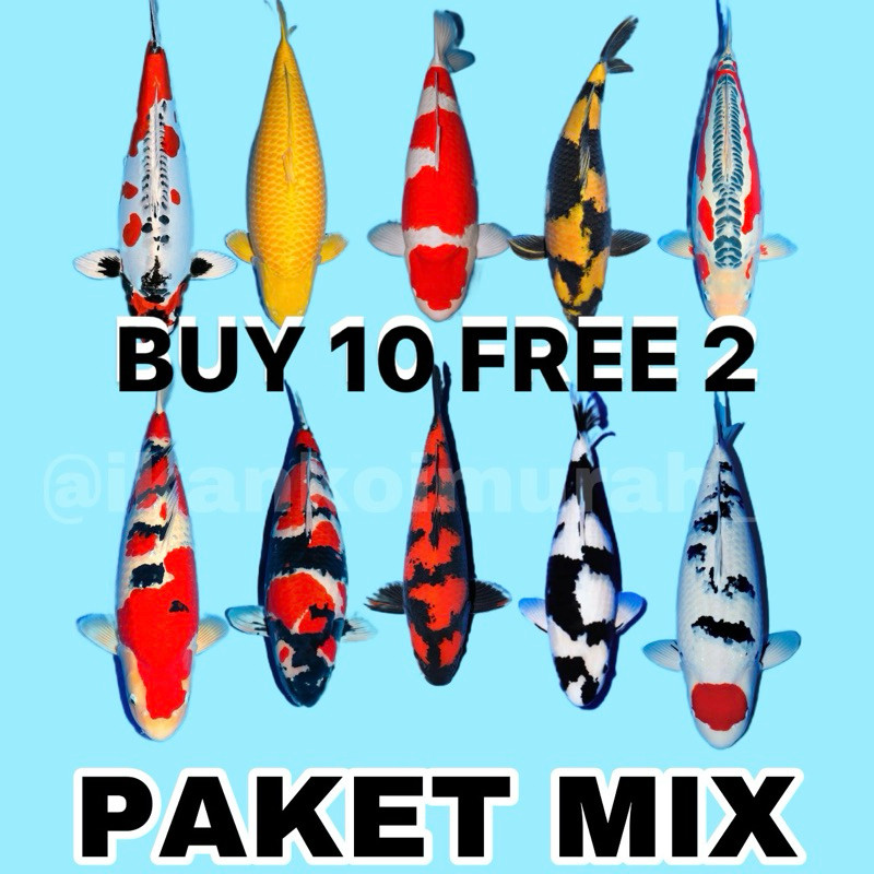 REGULER  BIBIT KOI SZ 6-12 CM Pakan ( bibit ikan koi )