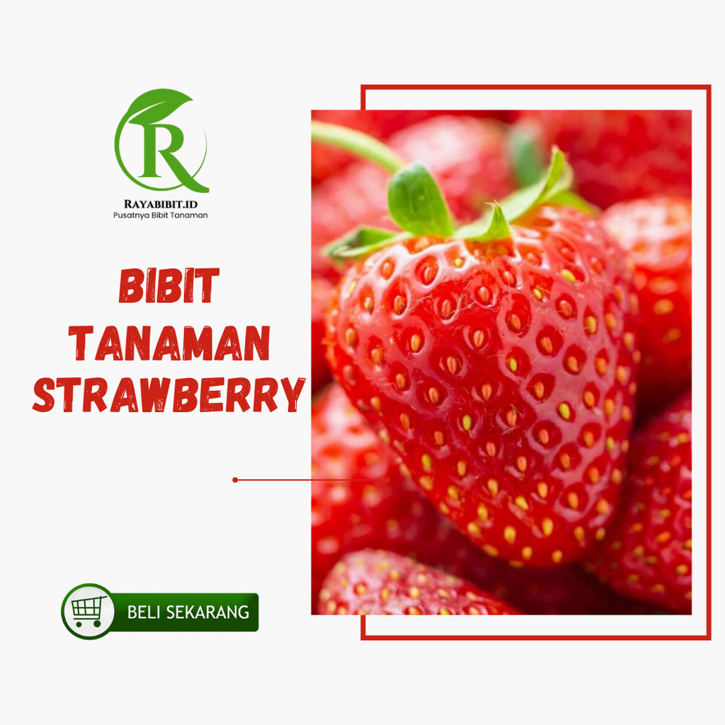 Bibit Tanaman Buah Strawberry berbuah