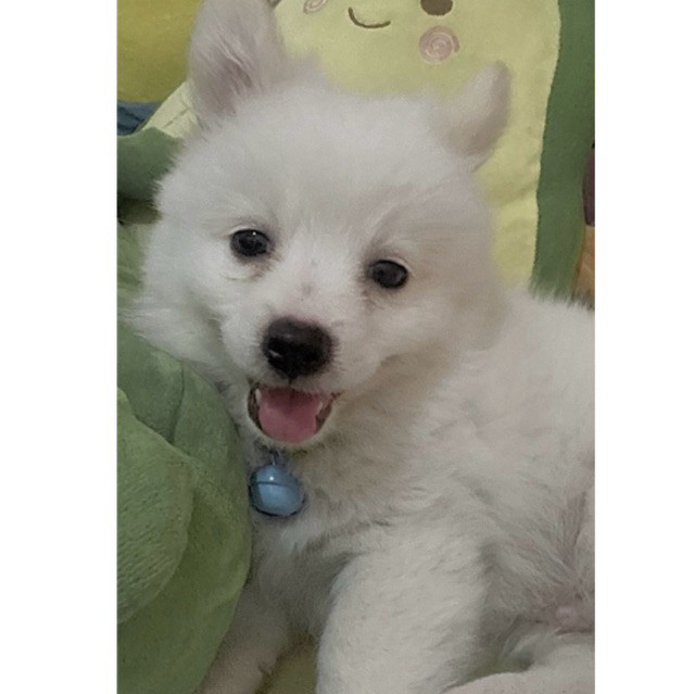 Puppy - Anak Anjing MIX Mini Pom dan Terier HARGA TERMURAH