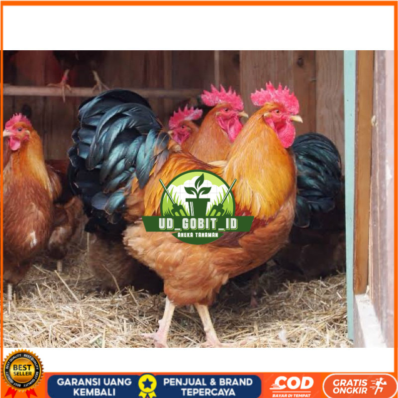 

TELUR FERTIL AYAM NEWHAMPSHIRE IMPORT UNTUK DITETASKAN UD_GOBIT_ID