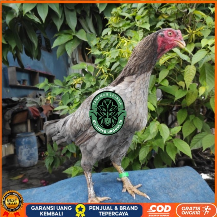 

Telur ayam bangkok birma fertil / ayam petarung aduan untuk ditetaskan Langsung UD_SUPER_UNGGUL_ID