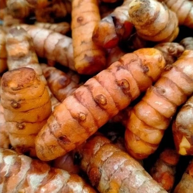 

Kunyit Kunir Super Tua Dan Segar