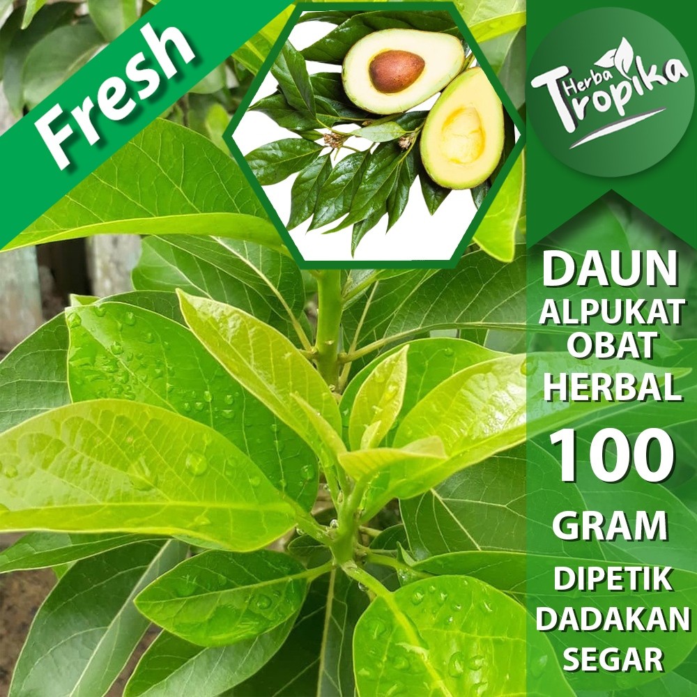 

Daun Alpukat Segar 500 gram herbal alami toko herba tropika