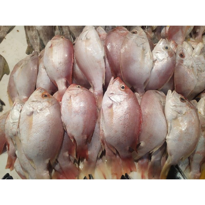 

Ikan Kakap Merah Size Kecil Sekilo Isi 5-8 Ekor