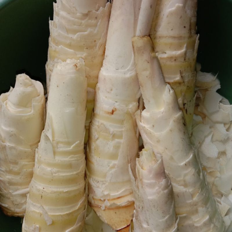

Rebung sayur segar banyak manfaat dan khasiatnya di ambil langsung ketika ada orderan masuk Rempah_herbalCo