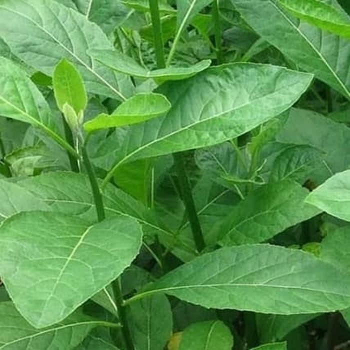 

Terlaris daun afrika segar 1kg Rempah_herbalCo