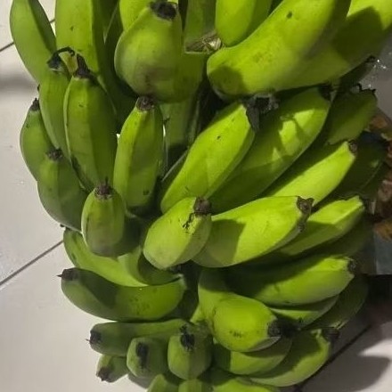 

Buah Pisang Mentah CML KG Pisang Bangkaulu Fresh