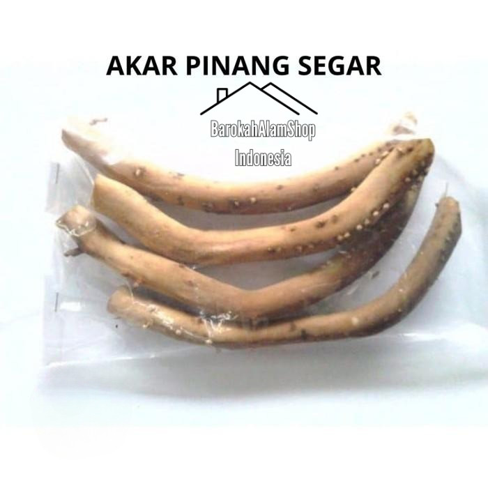 

Akar Pinang Muda Segar 1kg herbal alami pria