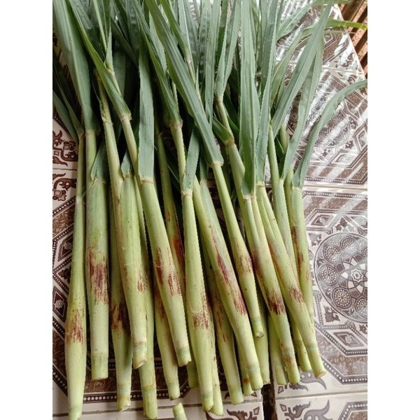 

COD TURUBUK / TRUBUK TELOR 1 KG