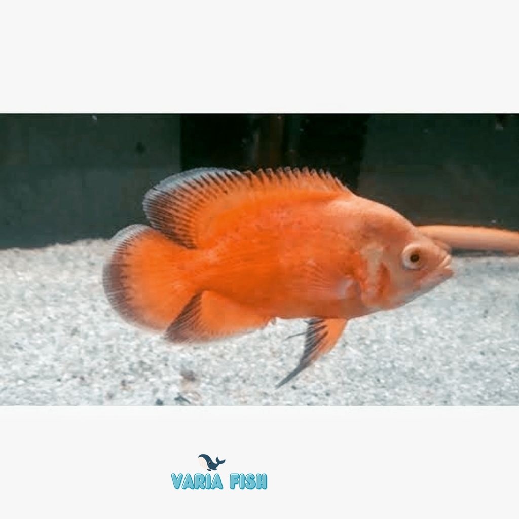 HIASAN AQUARIUM OSCAR RED PARIS 6-8 CM