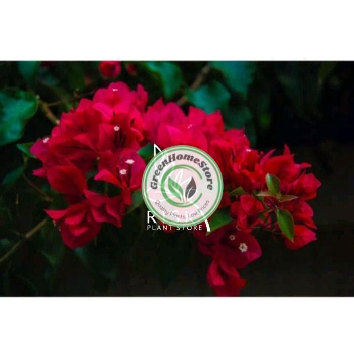 TANAMAN HIAS BUGENVIL BUNGA KERTAS//MERAH CABE/BOUGENVILLE IMPORT/BOUGENVILLE BUNGA KERTAS/BOUGENVIL