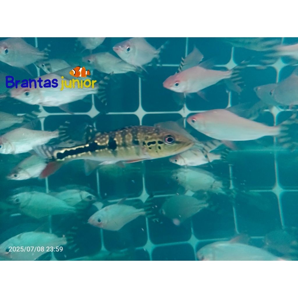 Pbass Azul gm 10-12 cm