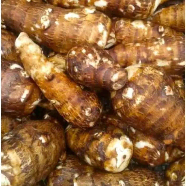 

#Umbi Talas Gajah Puleun dangat bergizi bersih sehat Herbal COD