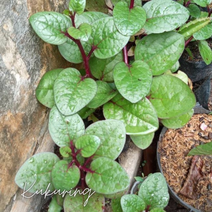 Bibit benih binahong merah - tanaman herbal daun binahong merah Herbal COD