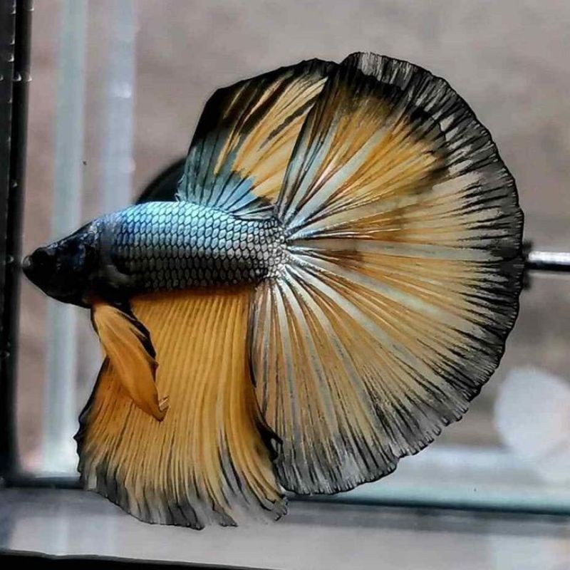 Hiasan New Halfmoon Cooper HM Bogor Bulan