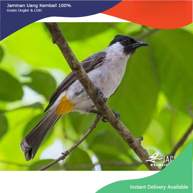 Burung Kutilang Jantan Gemuk Mulus Siap Bunyi