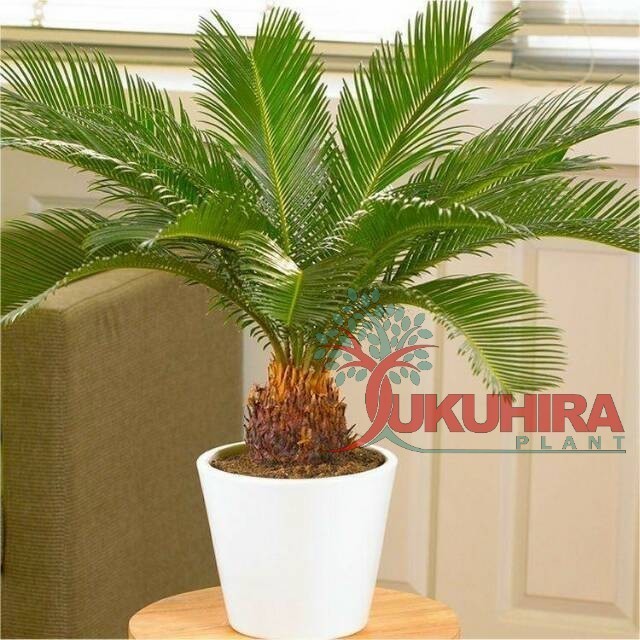 Tanaman Palem Mawar Jambe / Sikas / Mawar Jambe