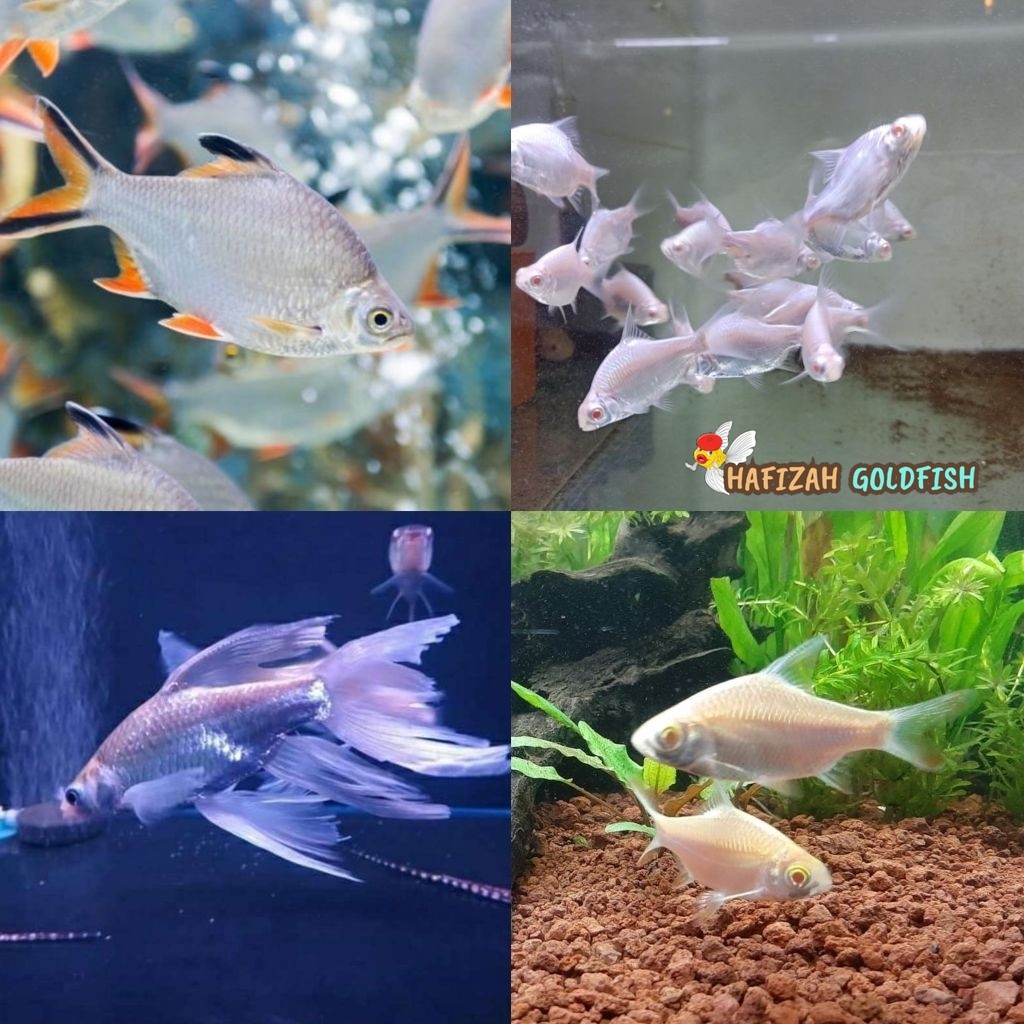 [hafizah goldfish] Ikan Hias Kaviat Bangkok 7-9 cm Kaviat Albino Kaviat Platinum Kaviat Slayer Hiasa