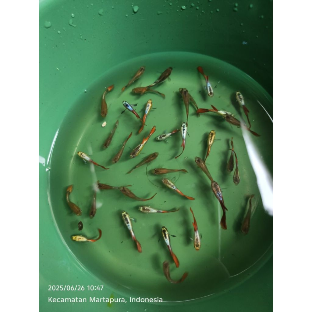 original guppy platinum red tail. 17rb = 1pasang (1jantan+1betina) ikan hias gapi aquarium aquatic a