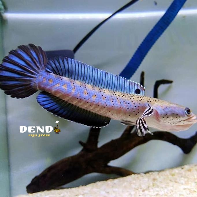 CHANNA BLUE PULCHRA 8-9CM FULL PELET BAHAN AJIB KANA