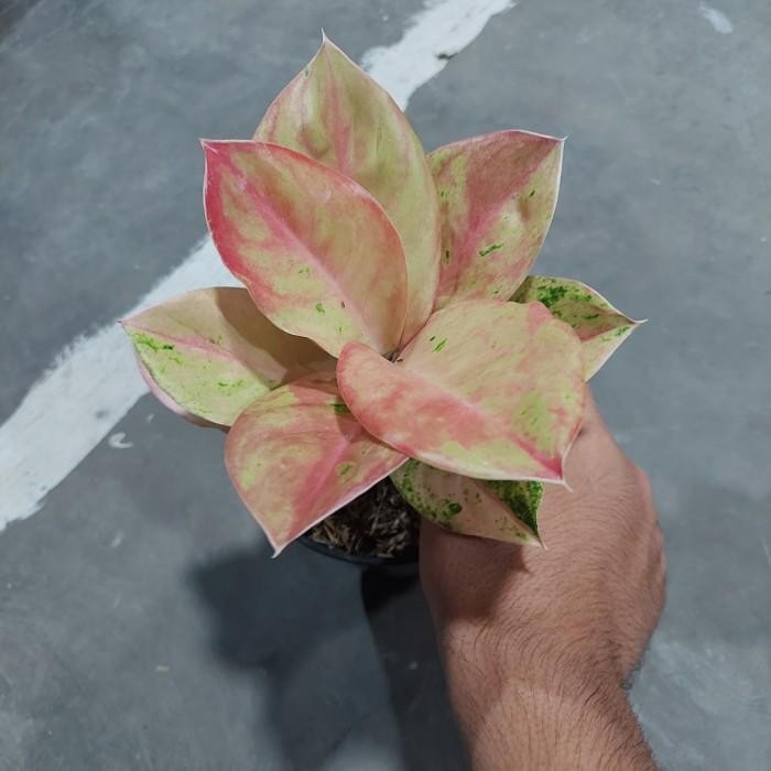 Aglonema Emerald Pink - Aglo - Aglonema Murah - MURAH
