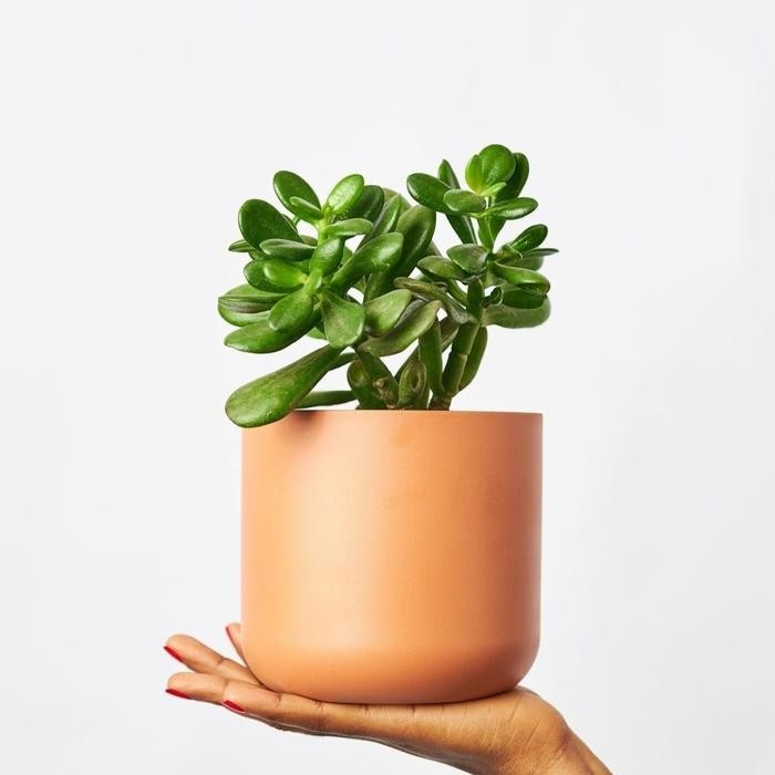 Tanaman Jade plant tanaman skulen Jade plant tanaman indoor Jade plant