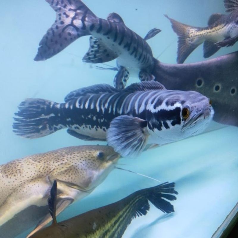 Toman sungai rawa Kalimantan 8-10 cm