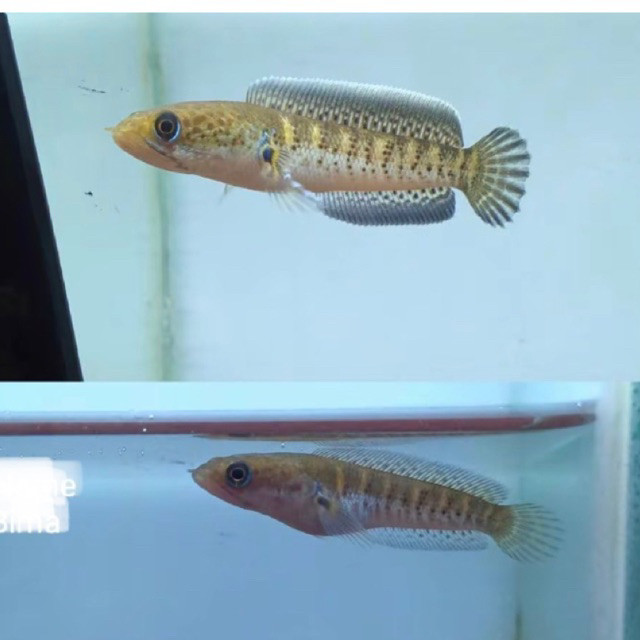 AURANTI CB INDO 3-5CM