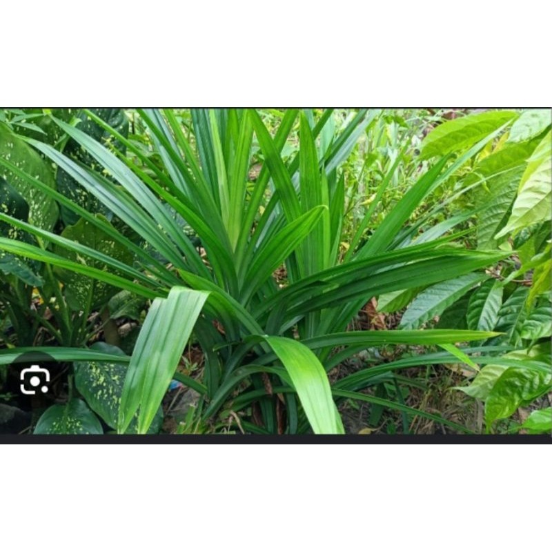 

daun pandan wangi dan segar kwalitas terbaik