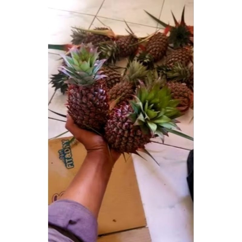 

[COD] Buah Nanas muda Fresh,1 Buah