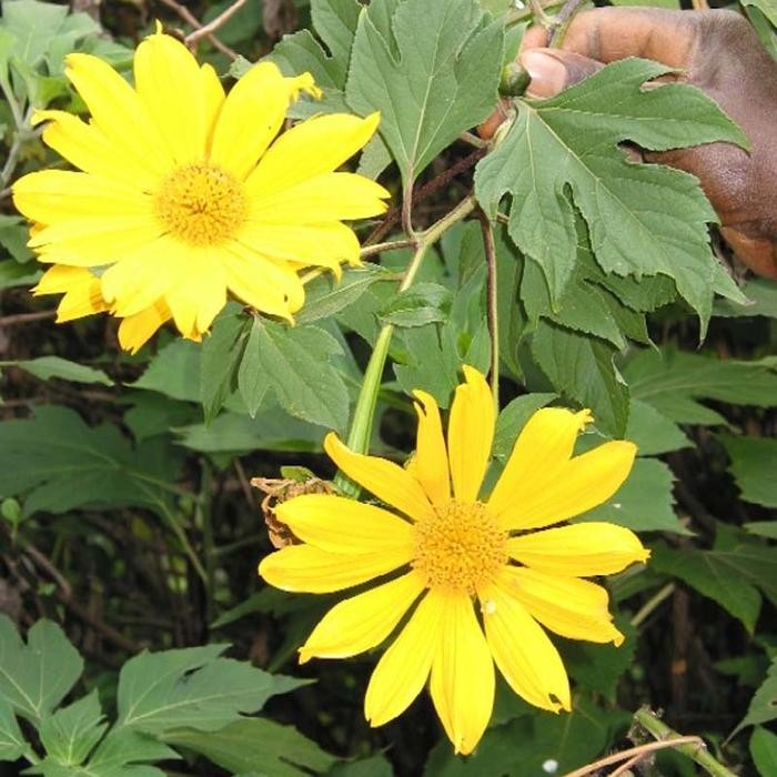 Tanaman Daun Insulin bibit daun herbal insulin