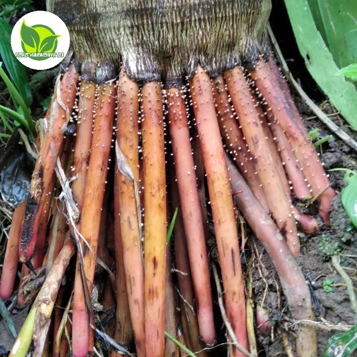 

Akar pinang muda herbal per 500gram