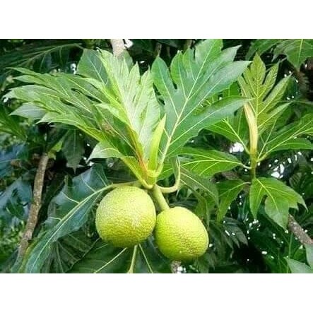 

Daun Sukun - Obat Darah Tinggi