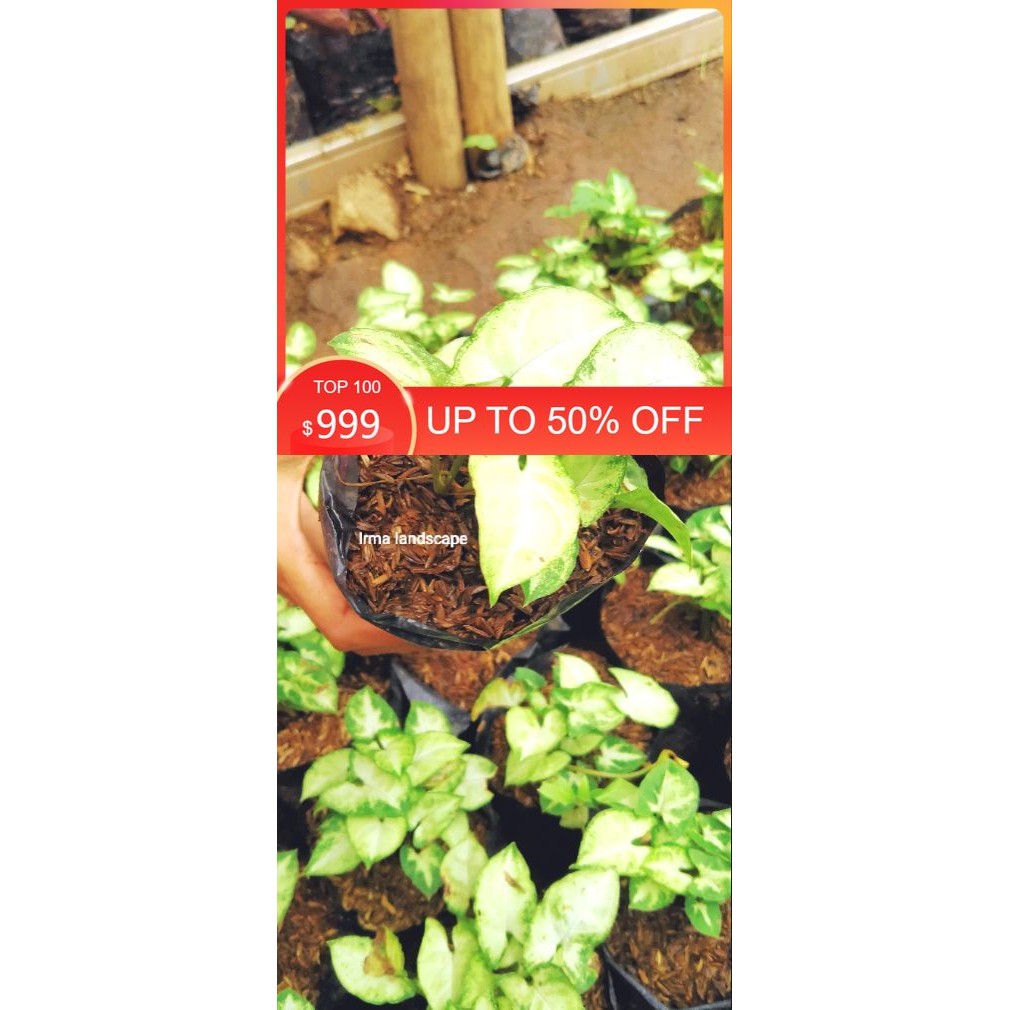 tanaman hias singonium mini tanaman hias hidup singonium mini